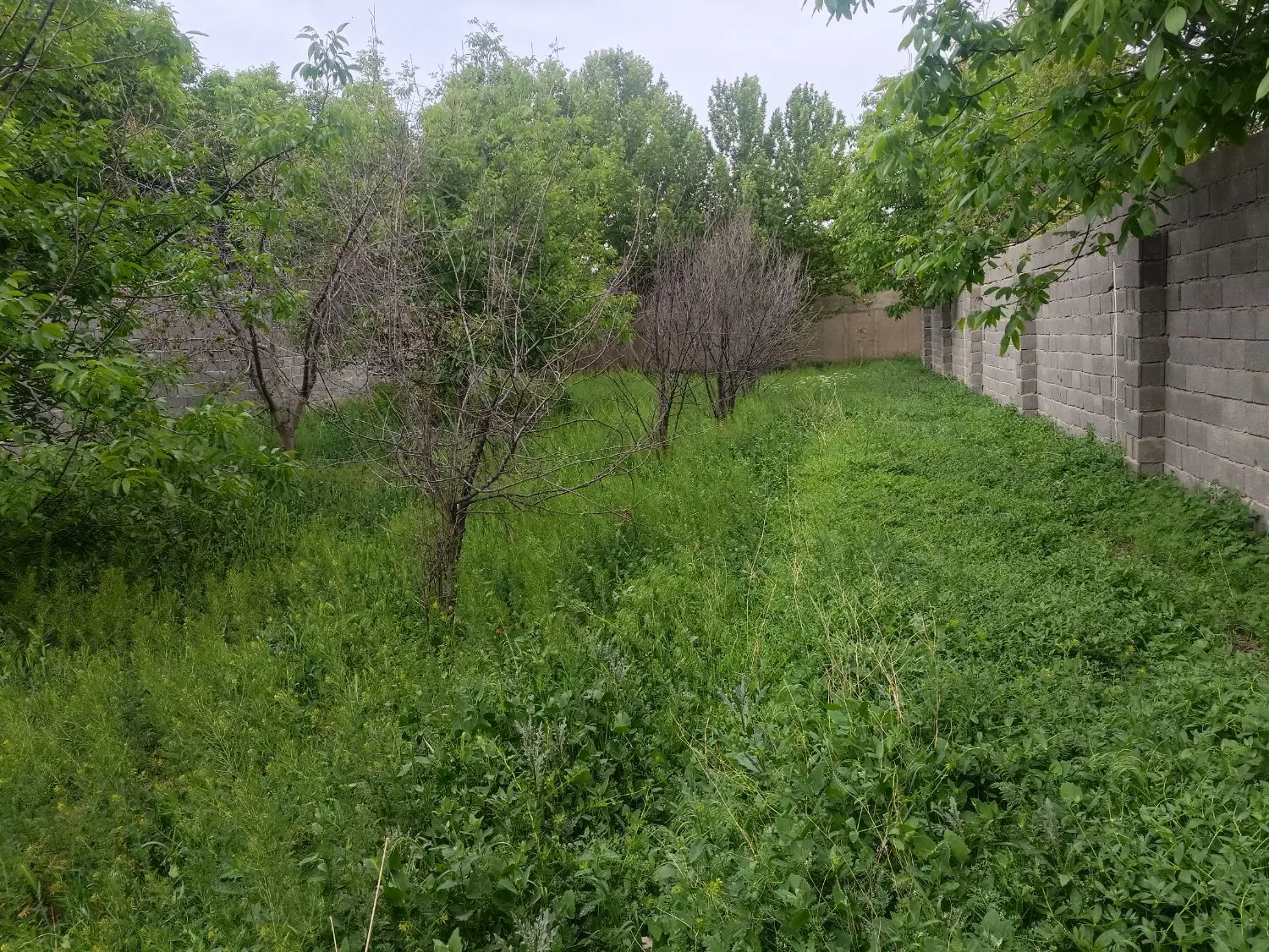 زمین اوغلان تپه