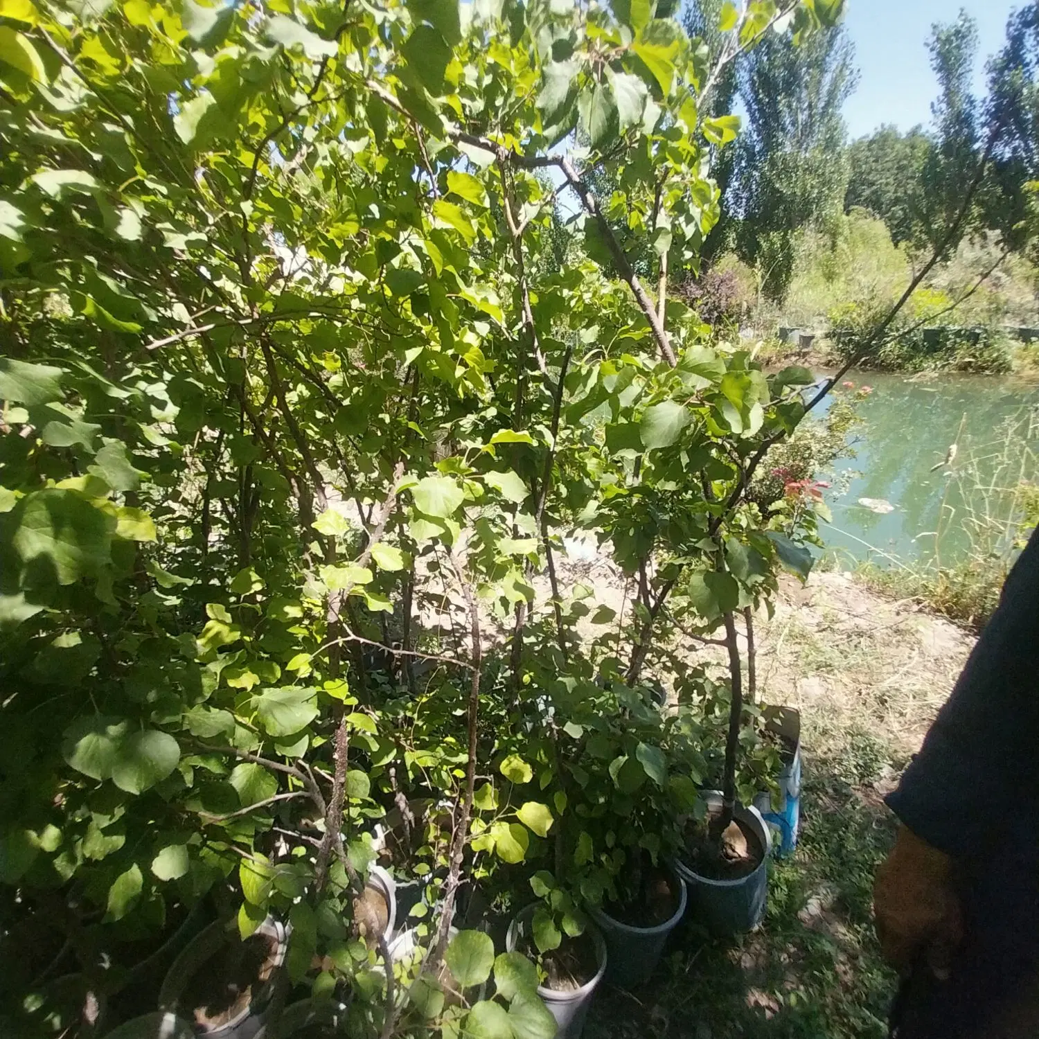 باغ بیدشک(حرم زبیده خاتون)