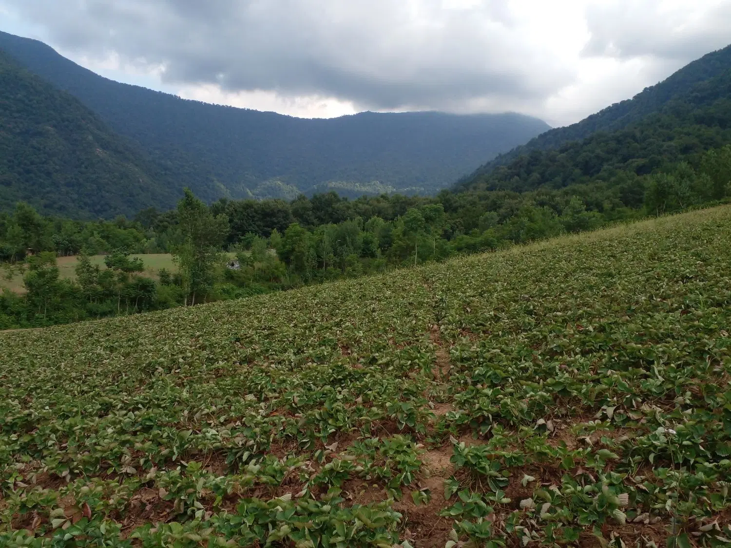 بهترین نقطه روستای توریستی شیراباد وصل جنگل