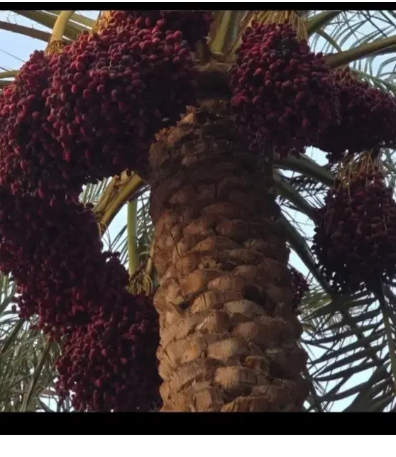 خرما اجاره میکنم