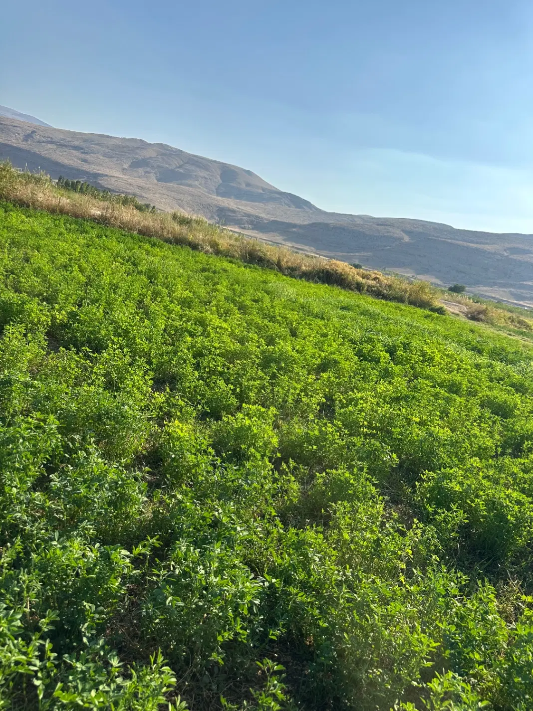 زمین یونجه مناسب باغ