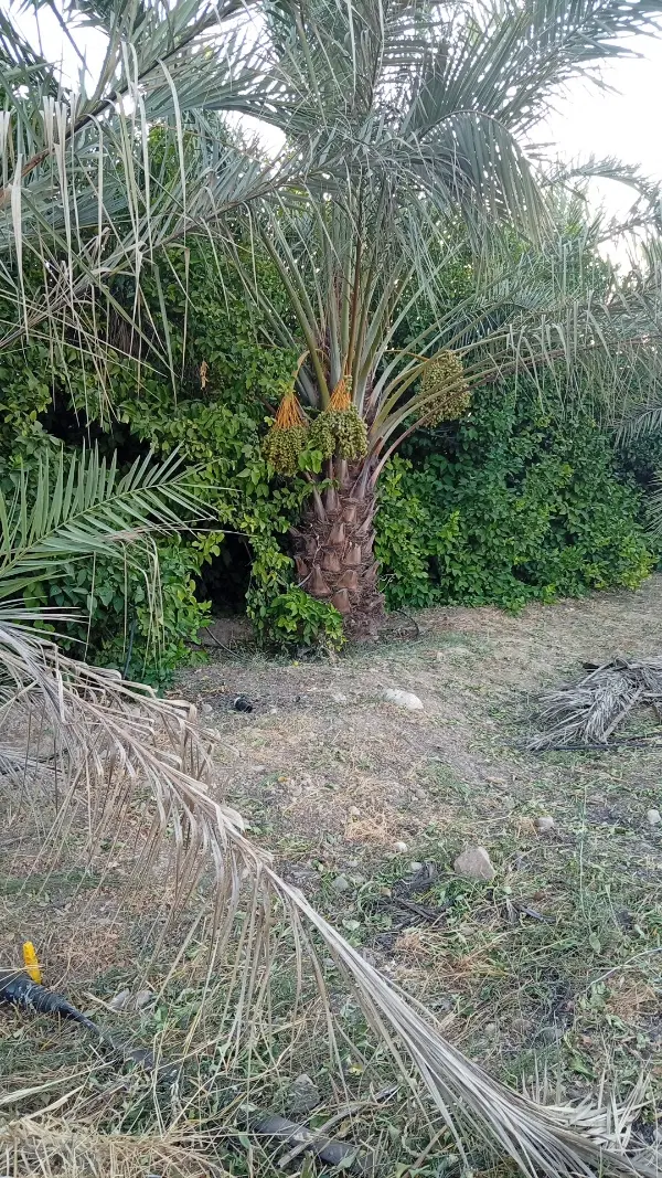 تجاری برمک سفلی