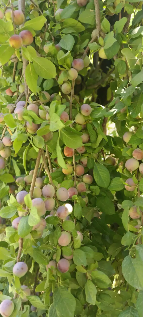باغ سرسبز و عالی شکار در بوژان