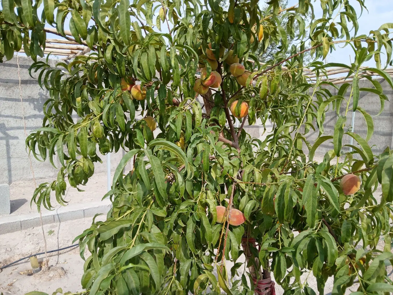 خانه باغ کمال آباد بردسیر