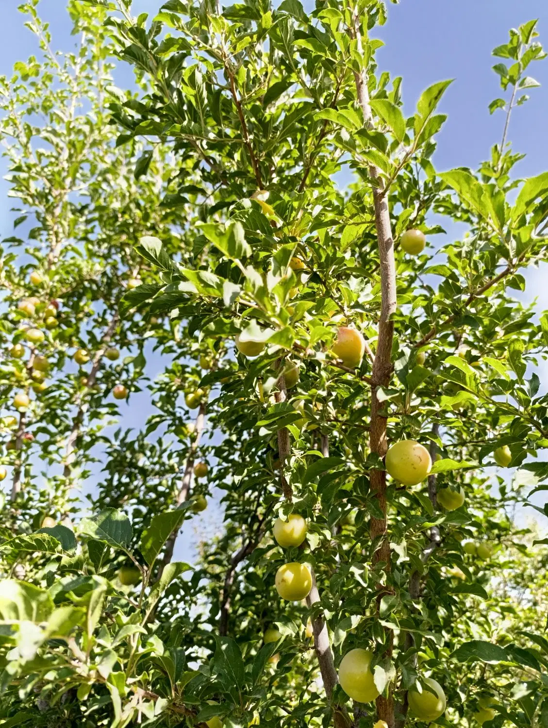باغ شخصی جاده دندی