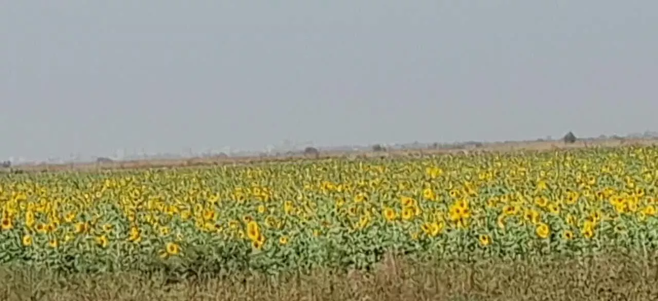 زمین کشاورزی ابی