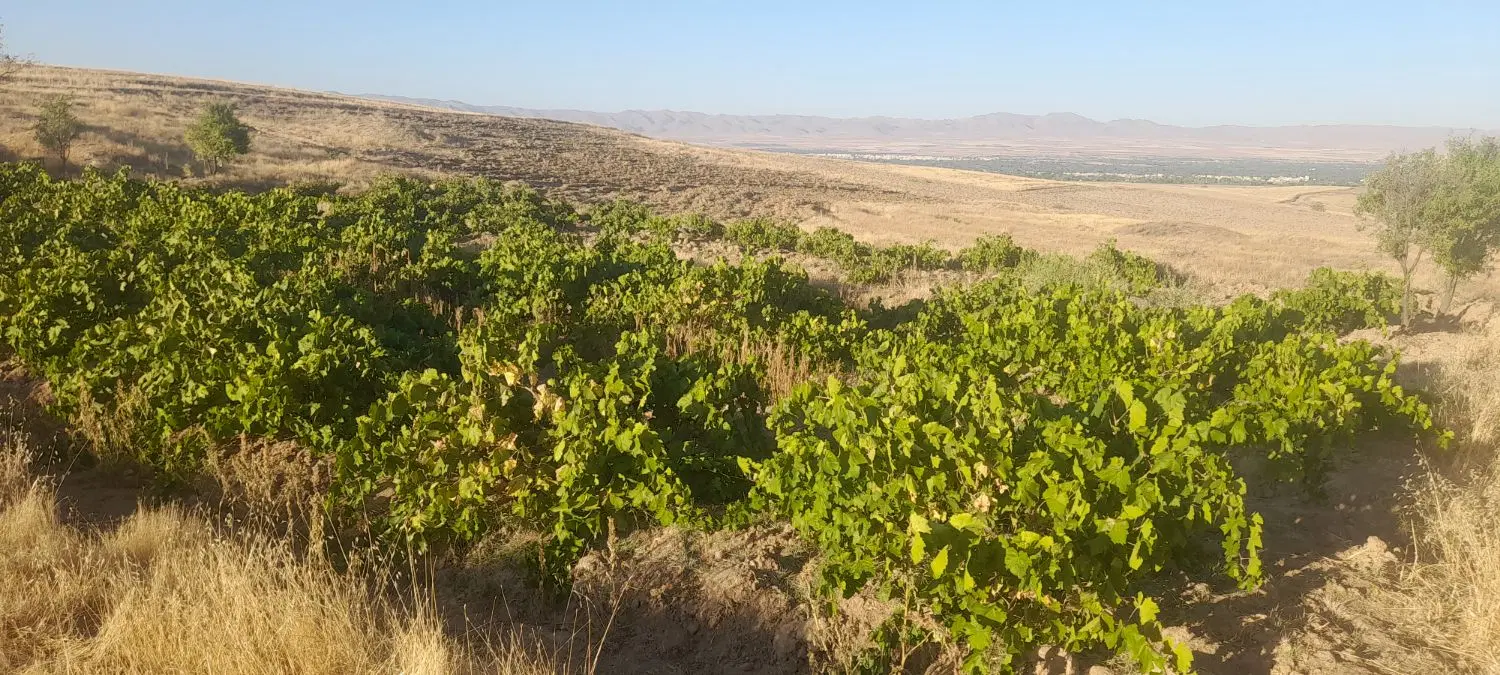 باغ انگور