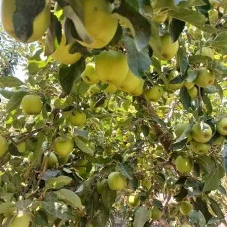 باغ 1250 متری بعلاوه 1 ساعت اب موتور زیر قیمت