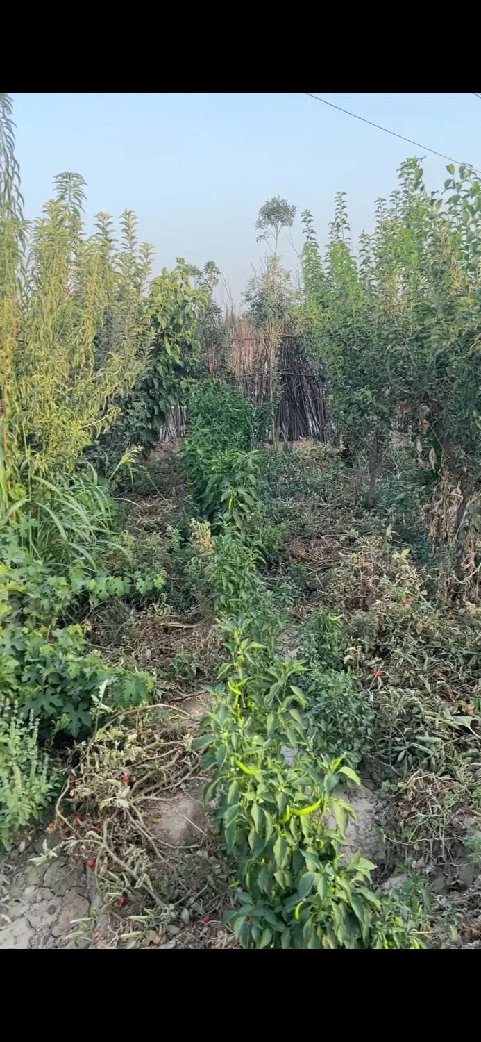 خانه باغ