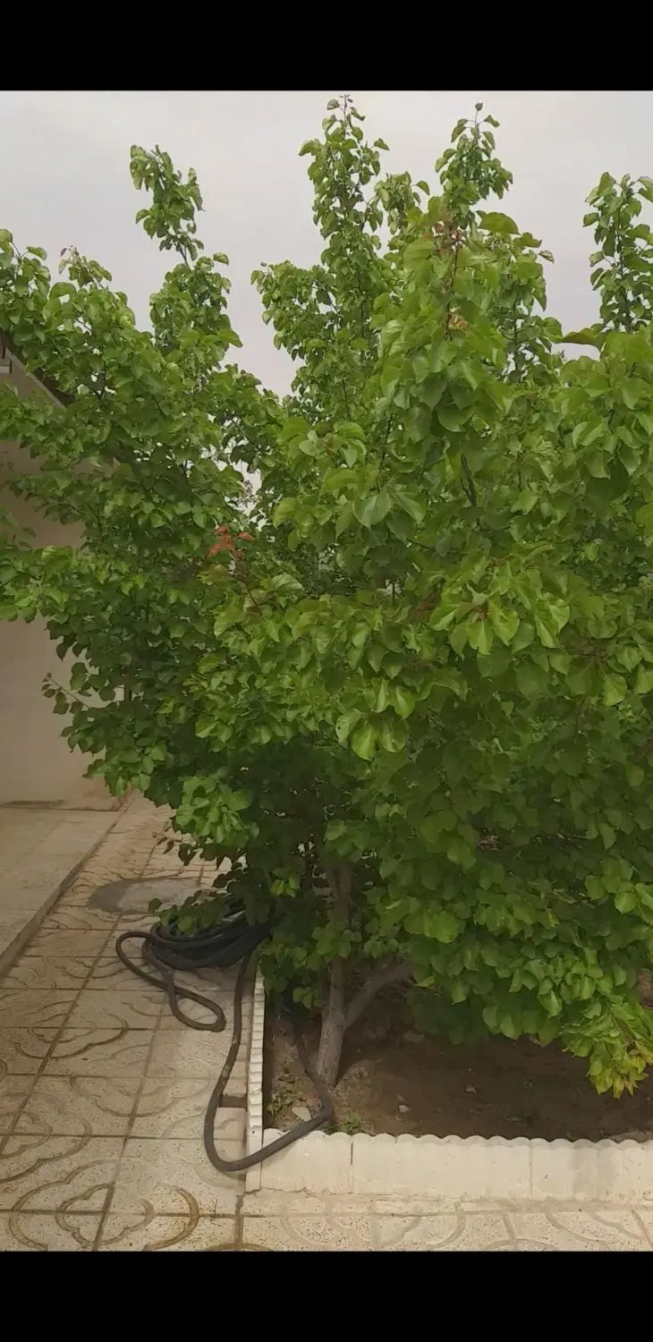 باغچه در کرج