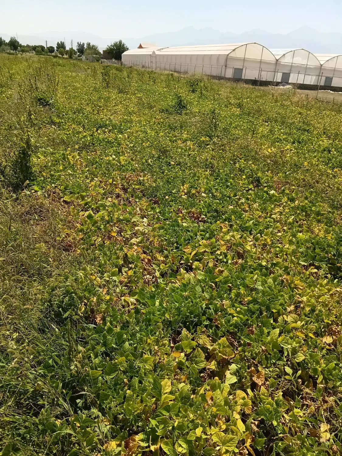 زمین ۳۰ درصدی ازنا