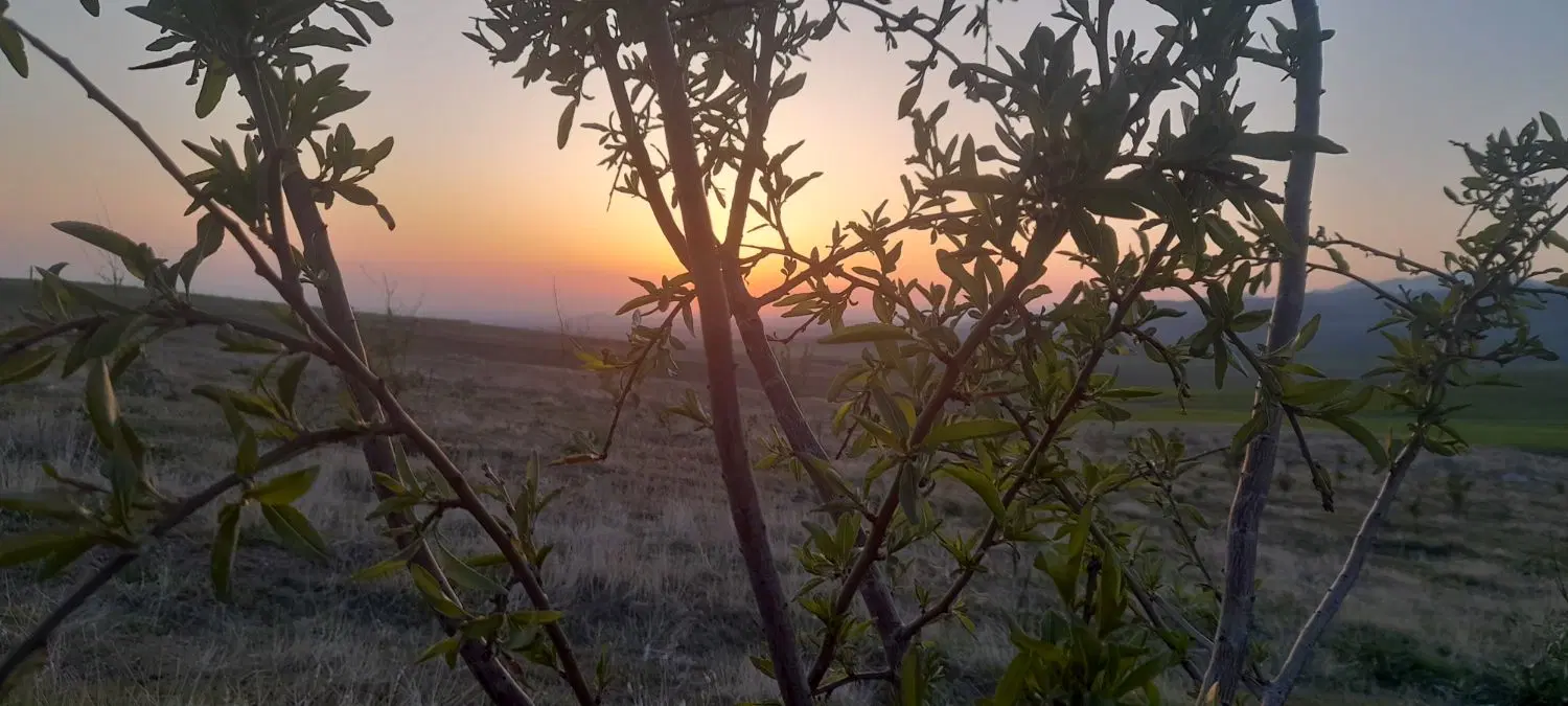 باغی