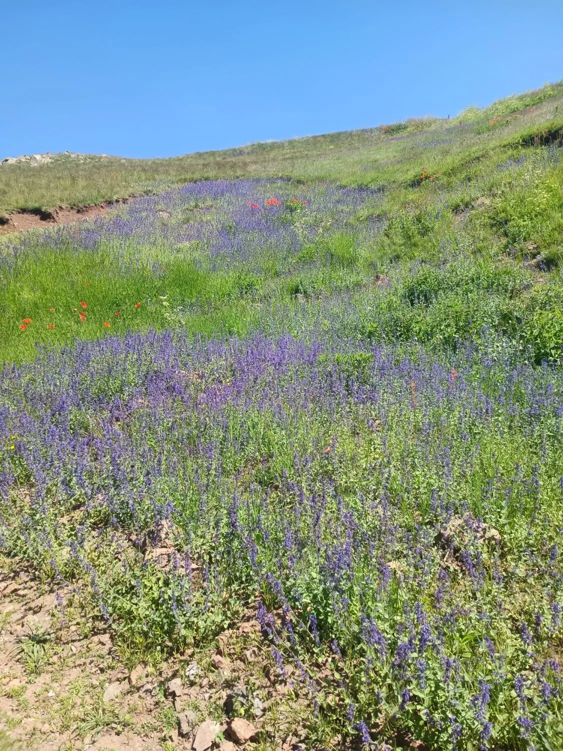 اجاره دوهکتار زمین