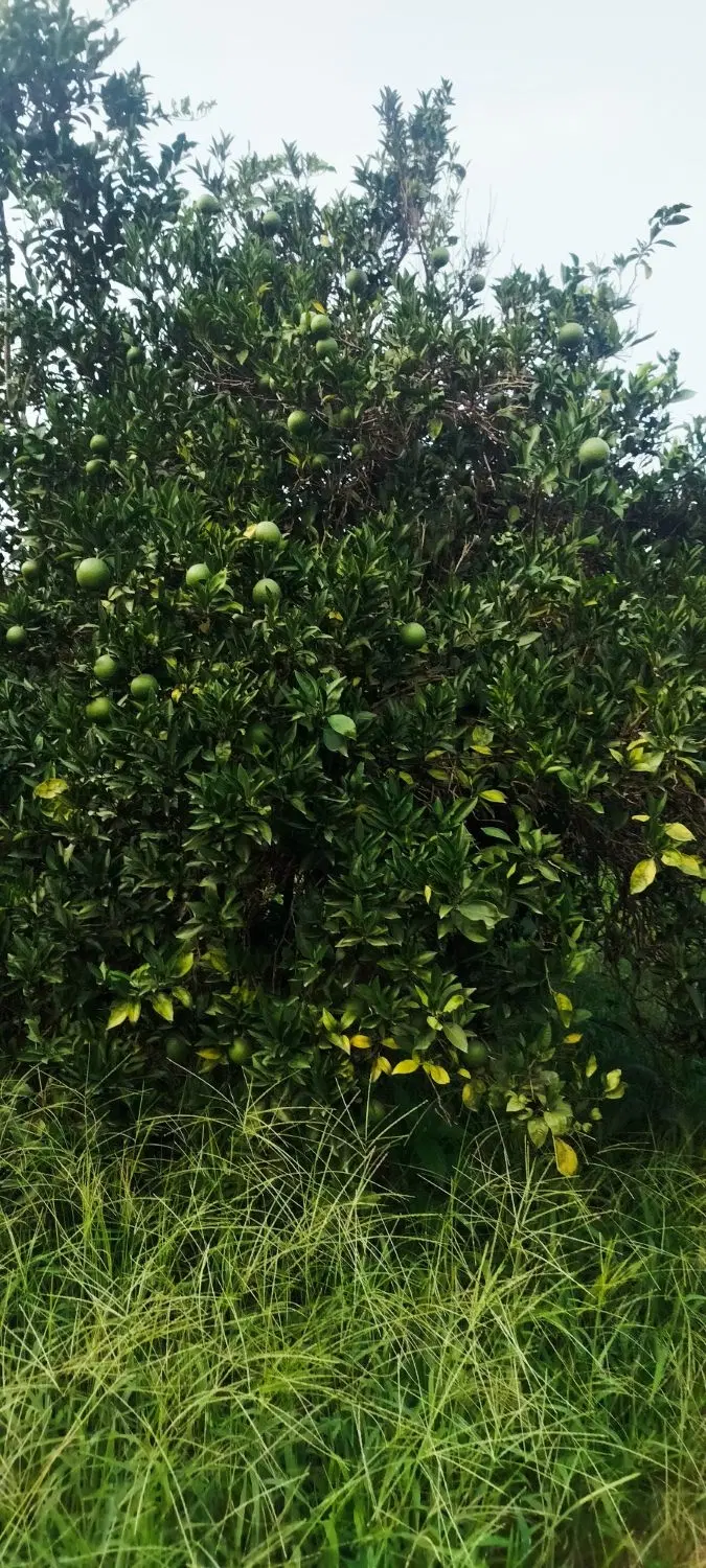 اربکله به سمت کتالم7هزار متر