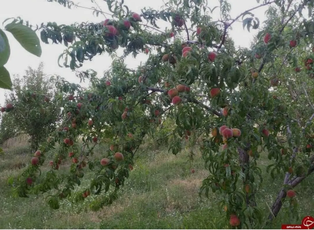زمین و باغ طرح هادی جاده سنندج(میاندربند)