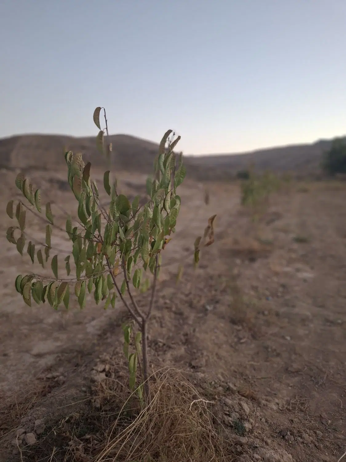 باغ فروشی بش قارداش