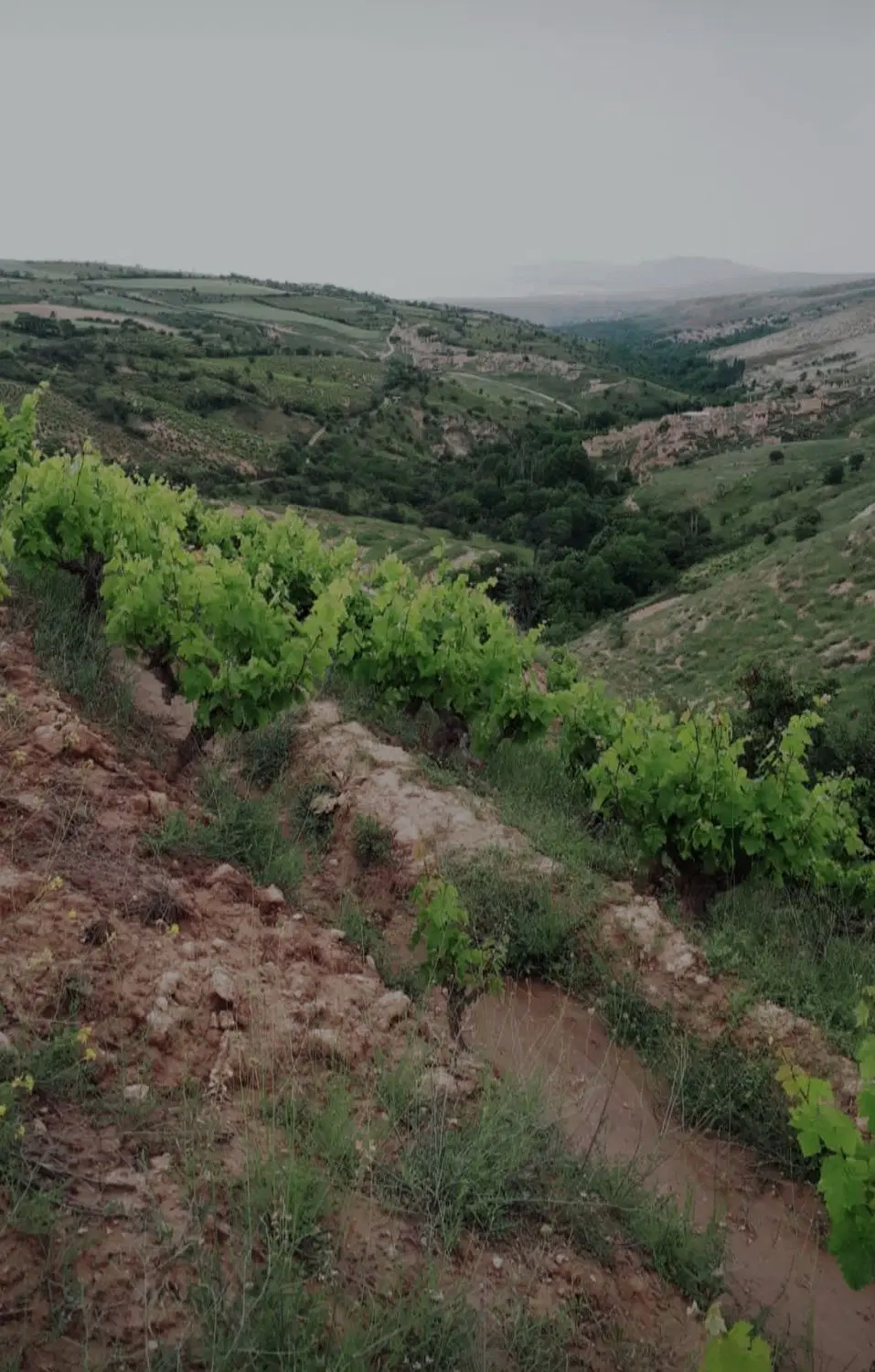 باغ انگور دیمی