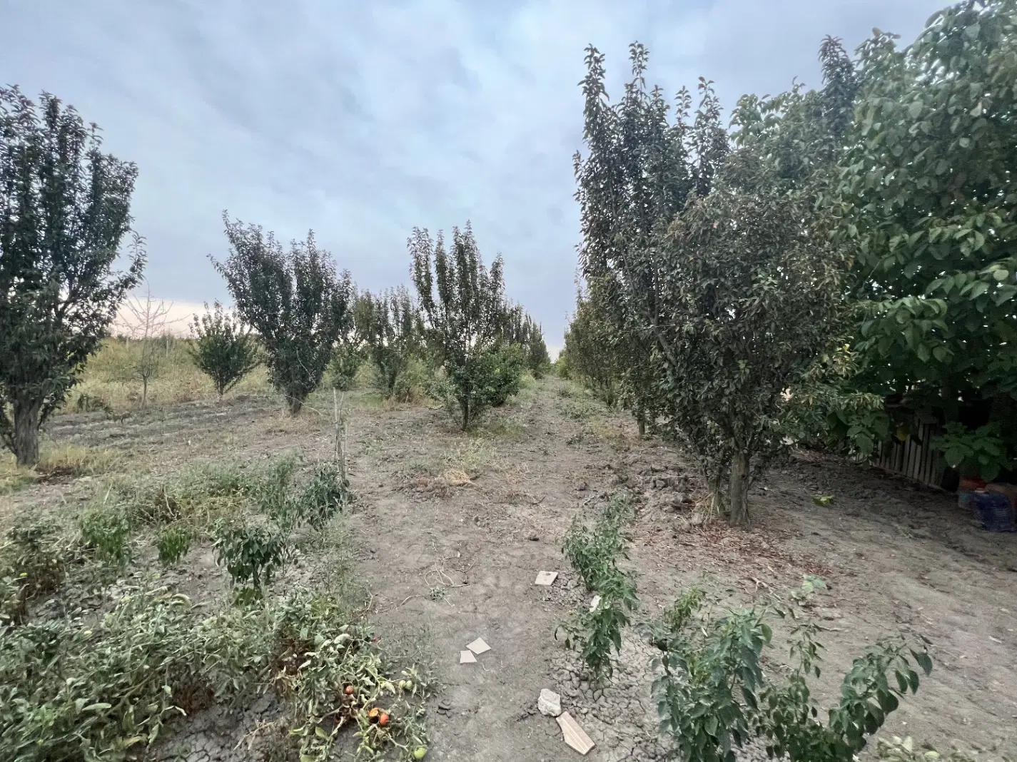 باغ
