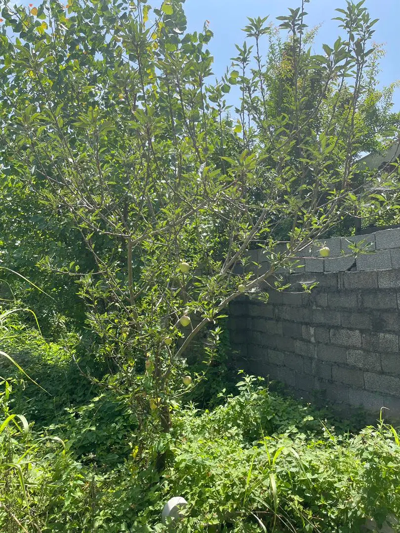 زمین مسکونی ۳۰۶ متر سند دار