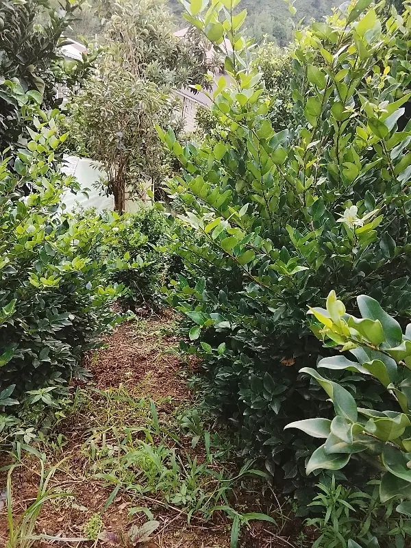 زمین مزرعه علاقبند