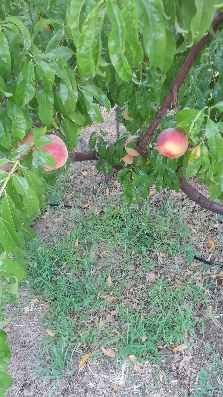 طرح  طوبی ایلبگی
