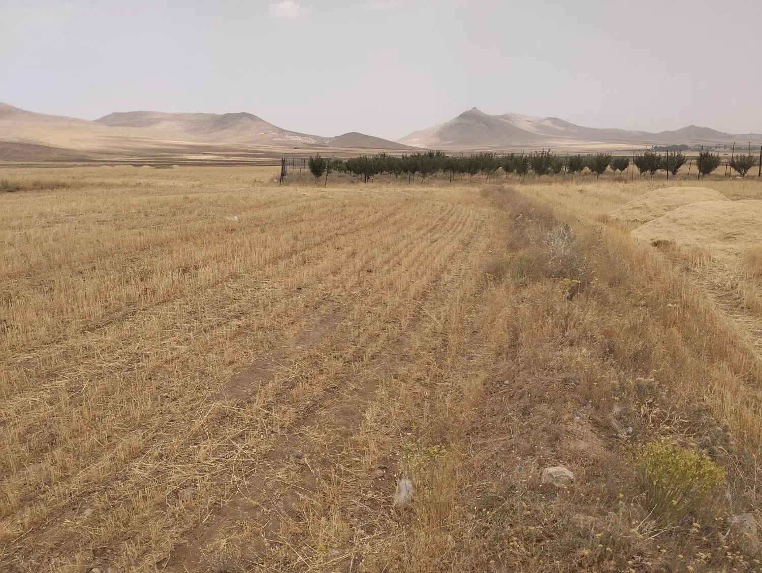 زمین دیم