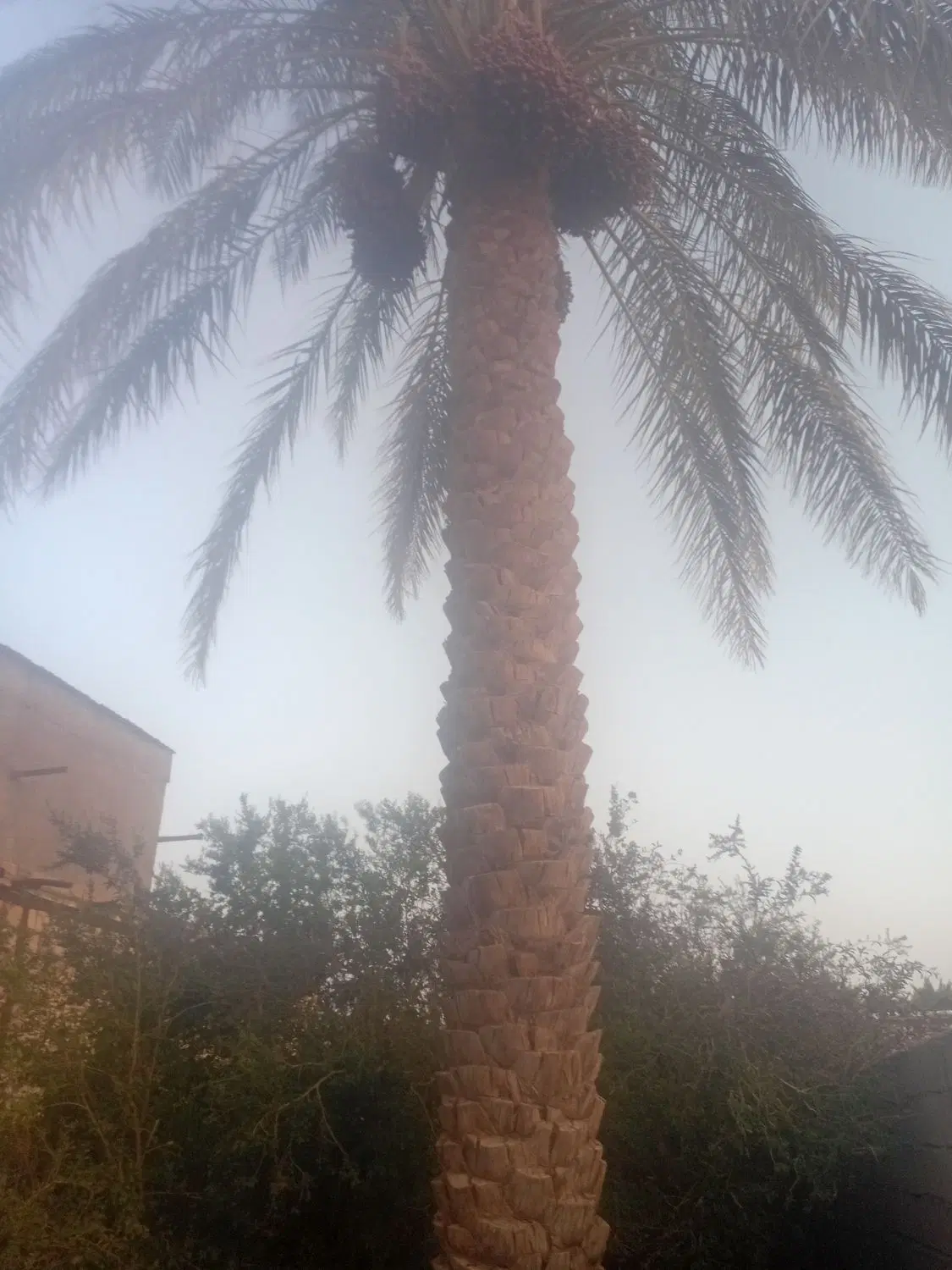 اجاره باغ خرما