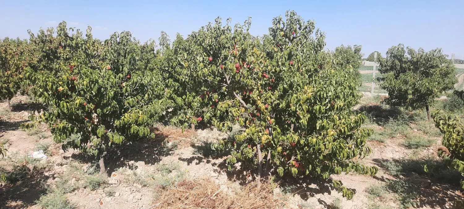 باغچه فروشی