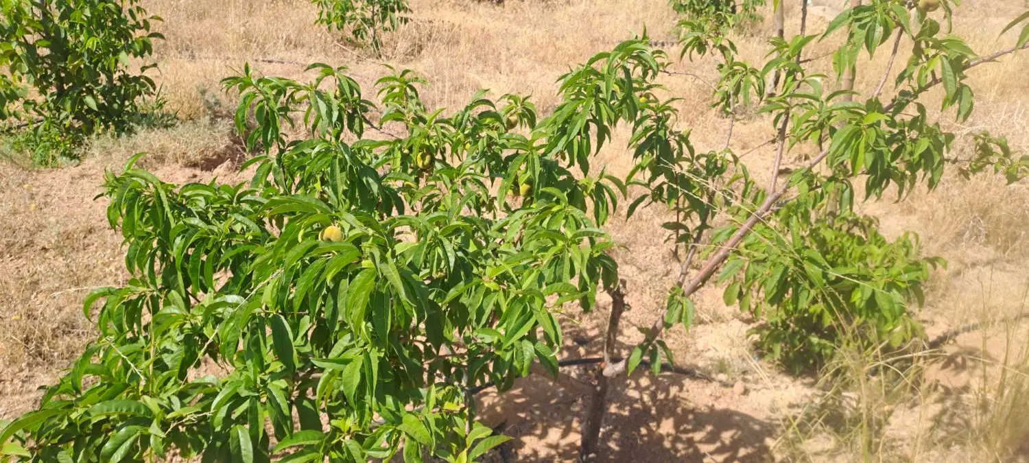 باغ شهر