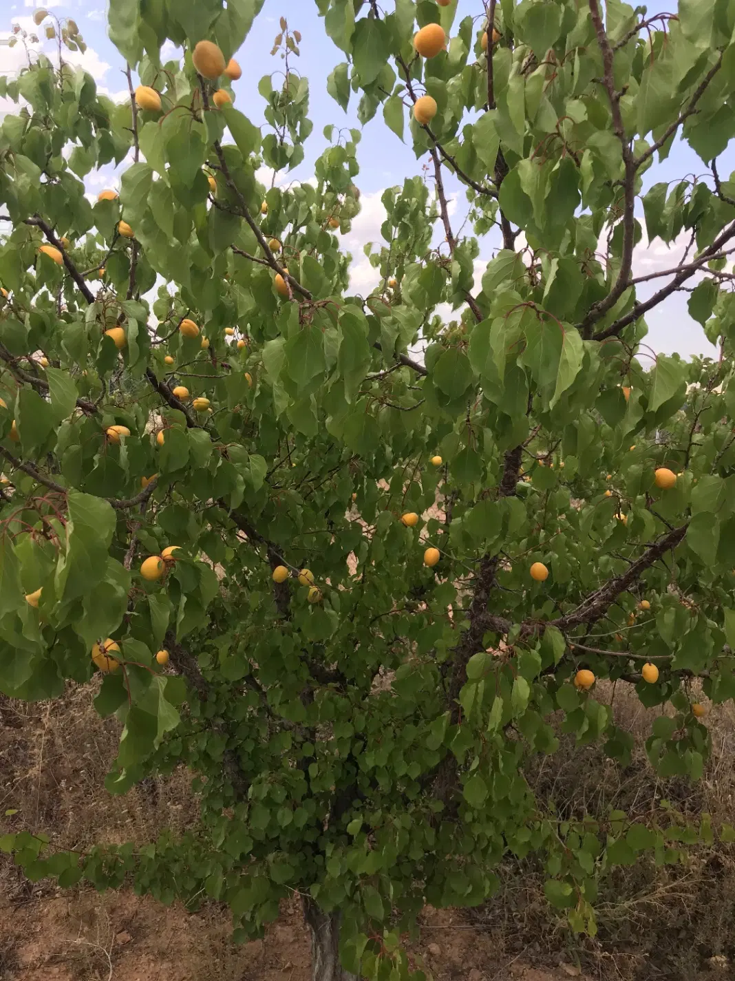 باغ باغشهر رضوان