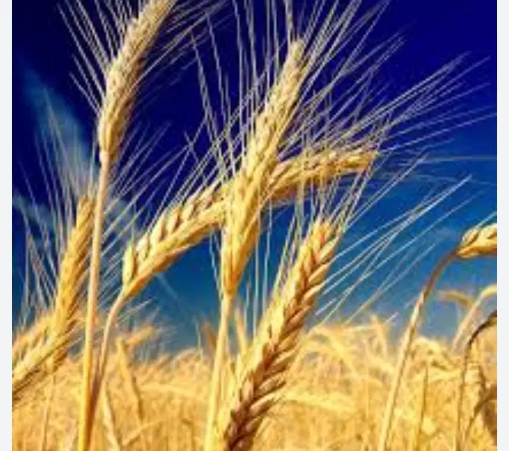 ۴۰هکتار زمین کشاورزی چنانه اجاره