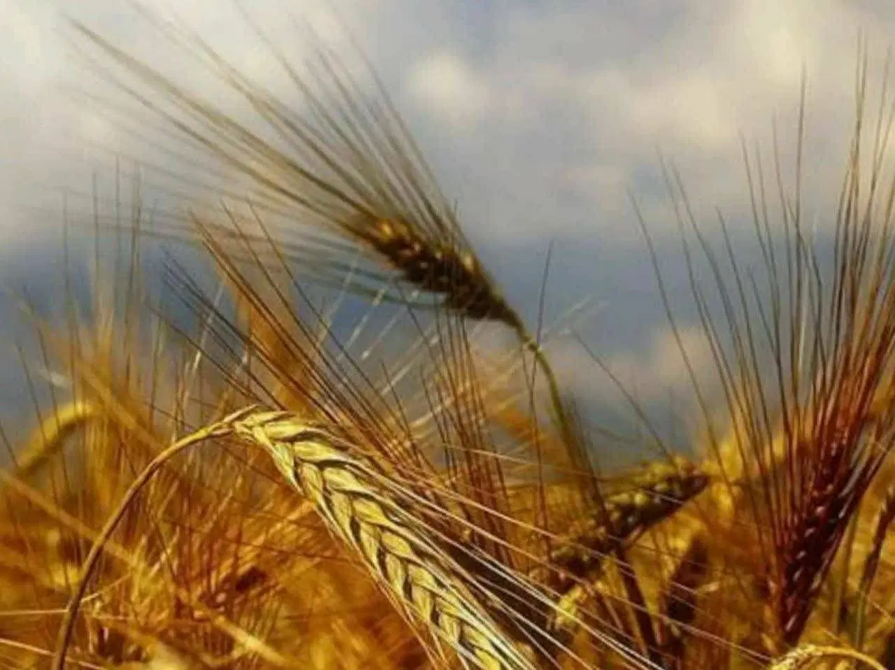 اجارە زمین برای سیر