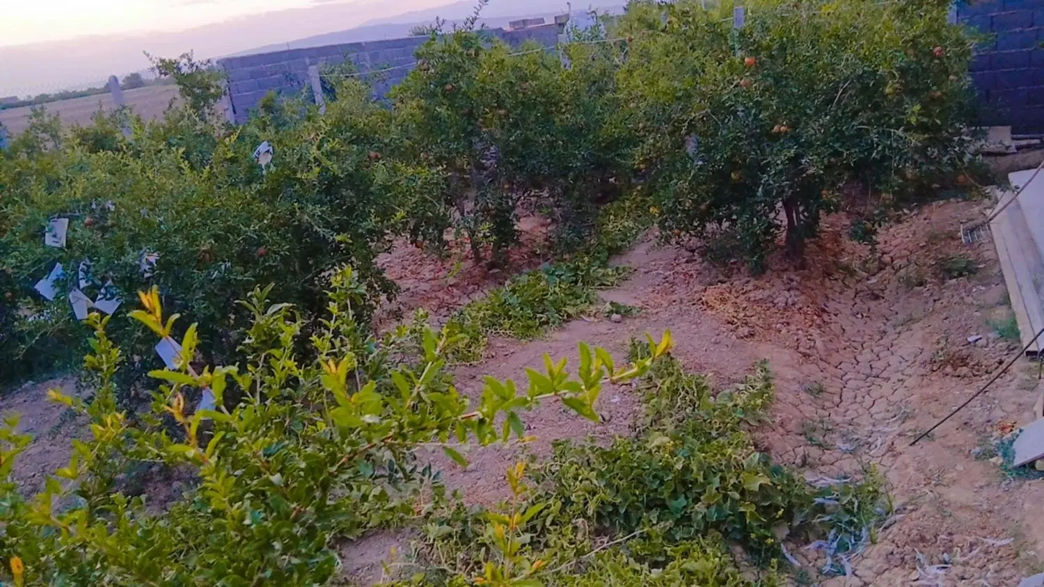باغ ۵۰۰ متری