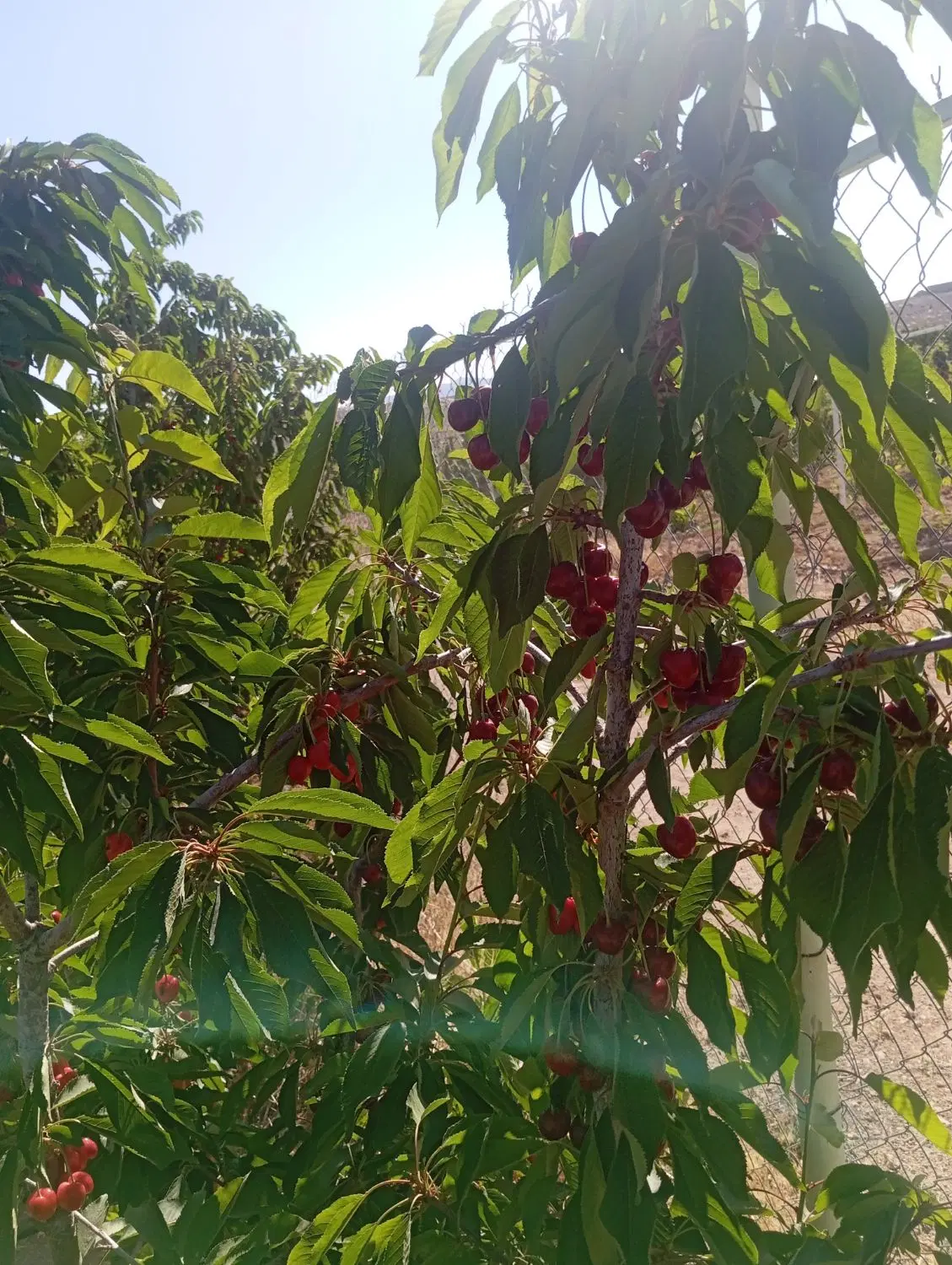 زمین کشاورزی حوالی سامان