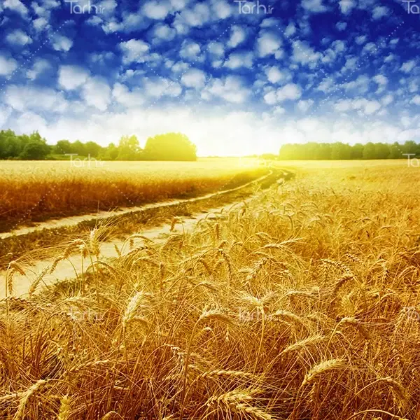 ده هکتار زمین کشاورزی آبی