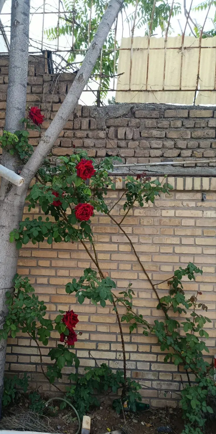 مغازه فروشی