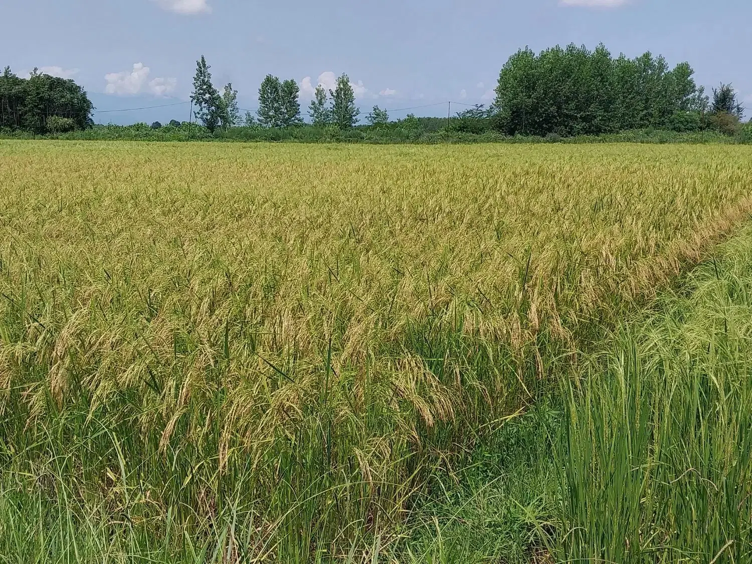 شالیزار‌سنتی