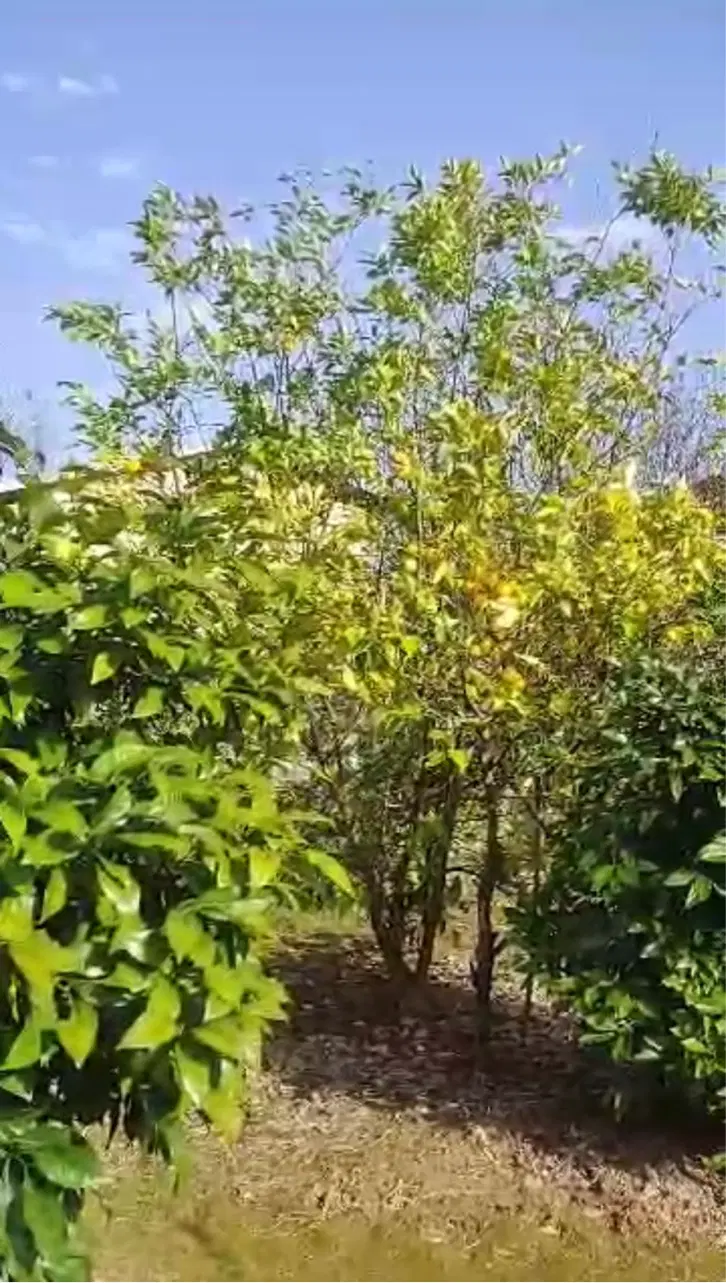 زمین سند دار مسکونی