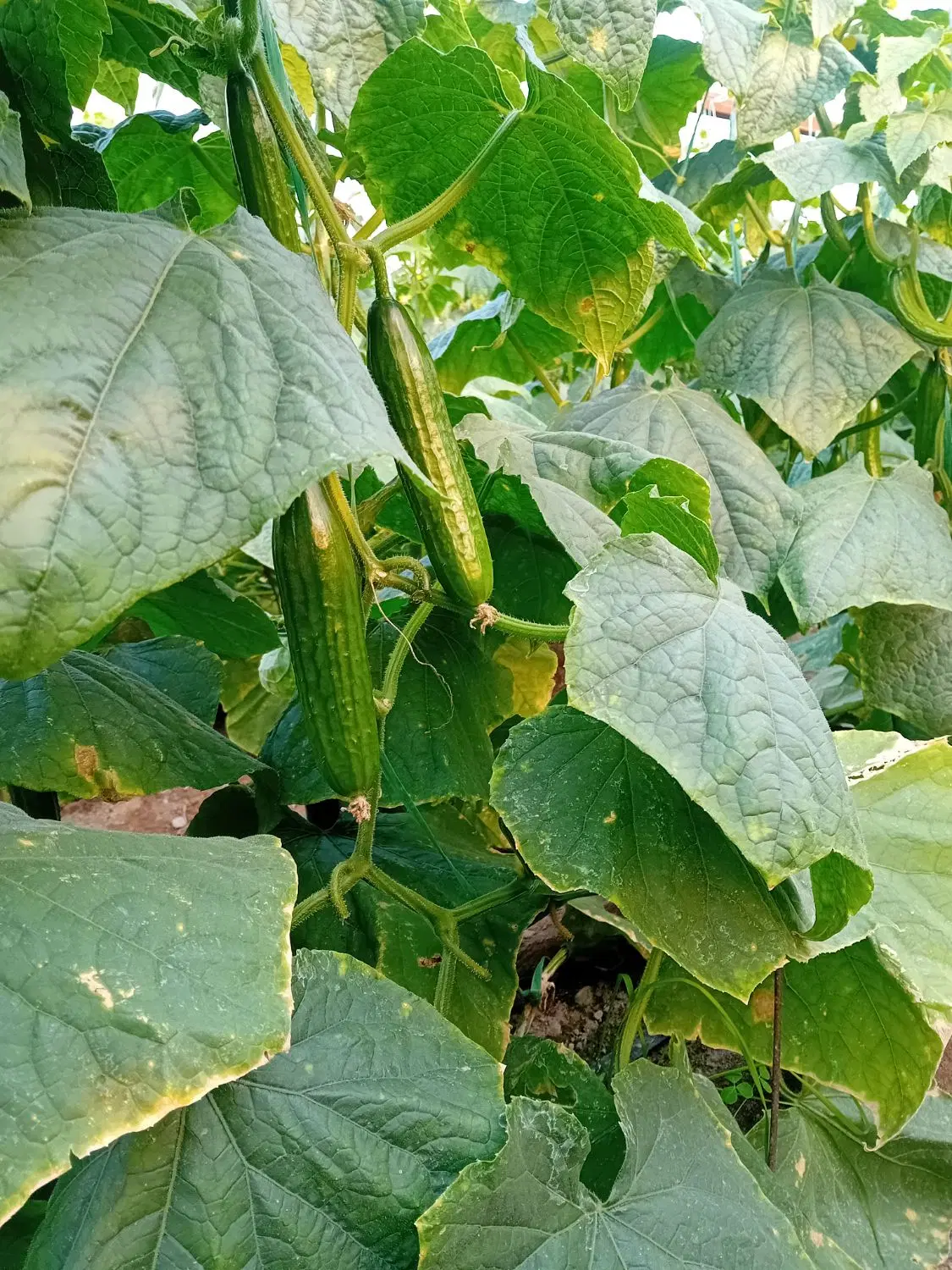 گلخانه اجاره ای