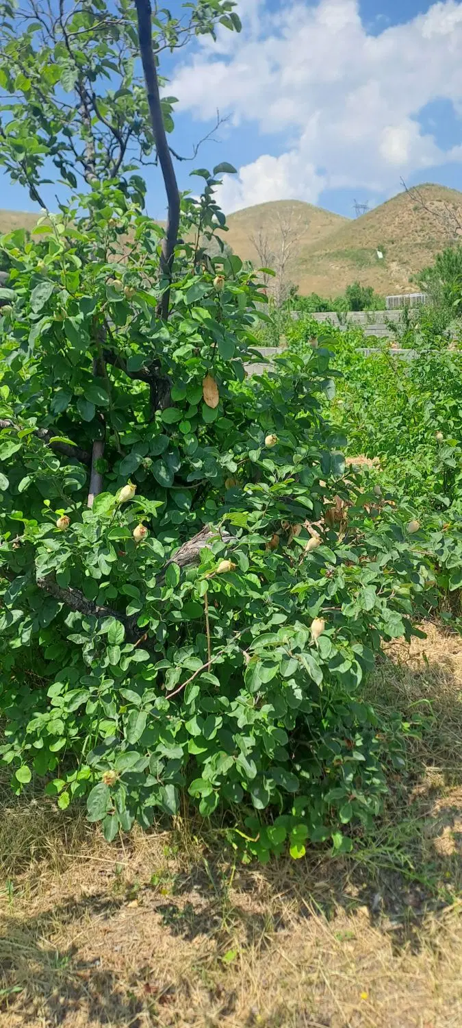 باغ_کوی ویلایی سیوان