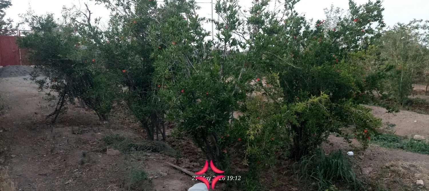 یک باغ محصور با سند محضری در کاشان