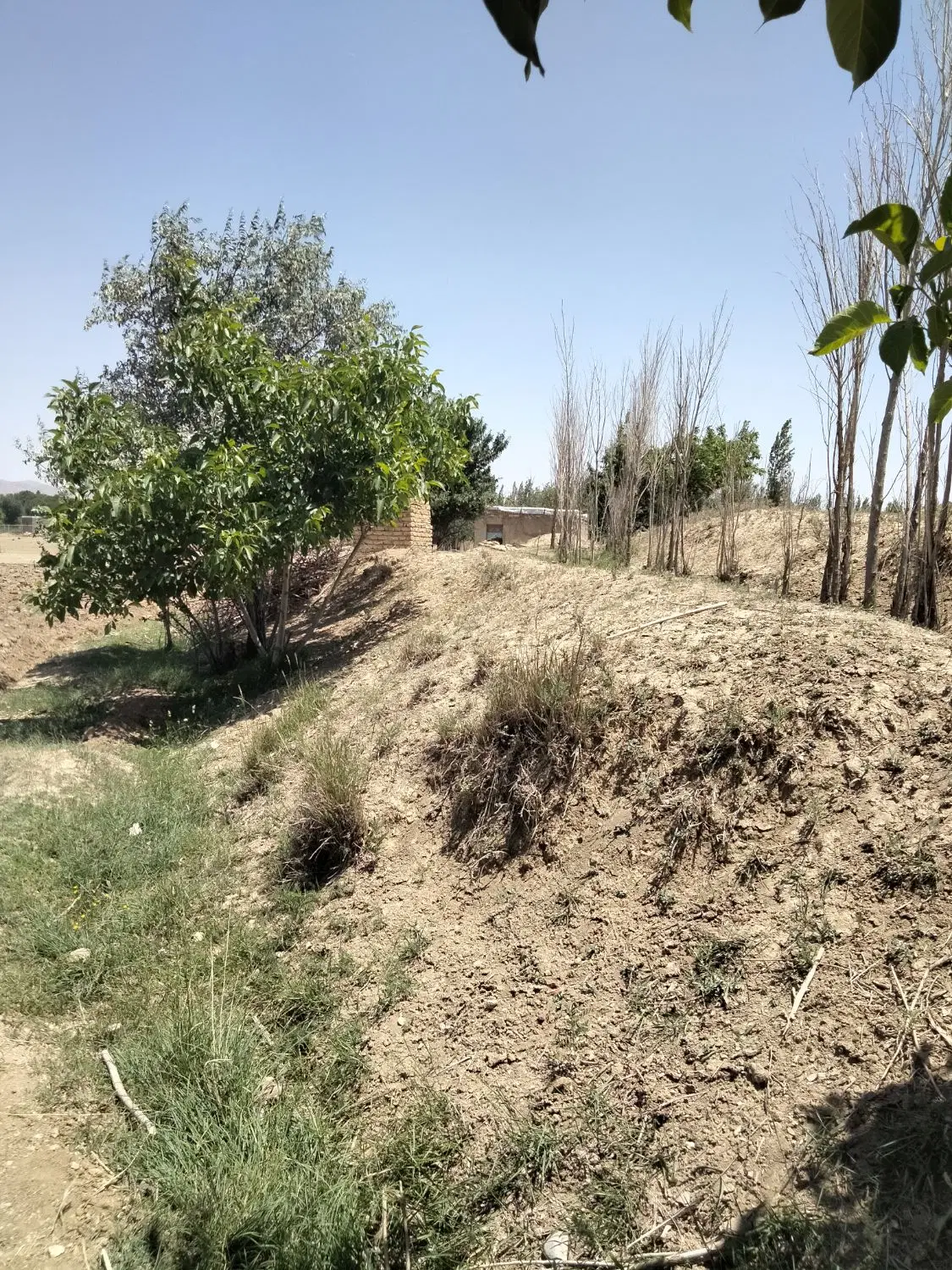 ابهر-زمین کشاورزی
