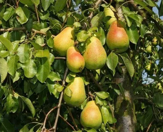 باغ گلابی بیروتی ۸ ساله