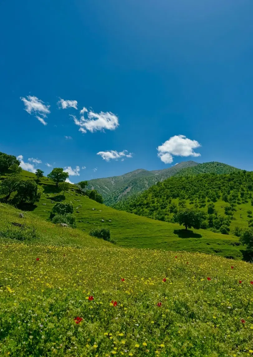 150متر زمین جای قبر تلوری علیا