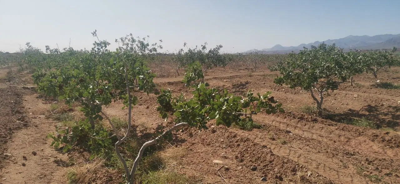 زمین پسته