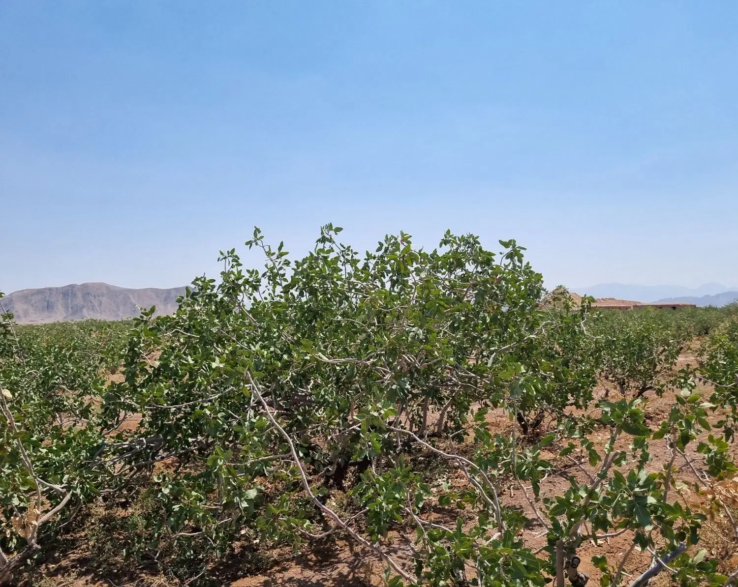 فروش زمین پسته