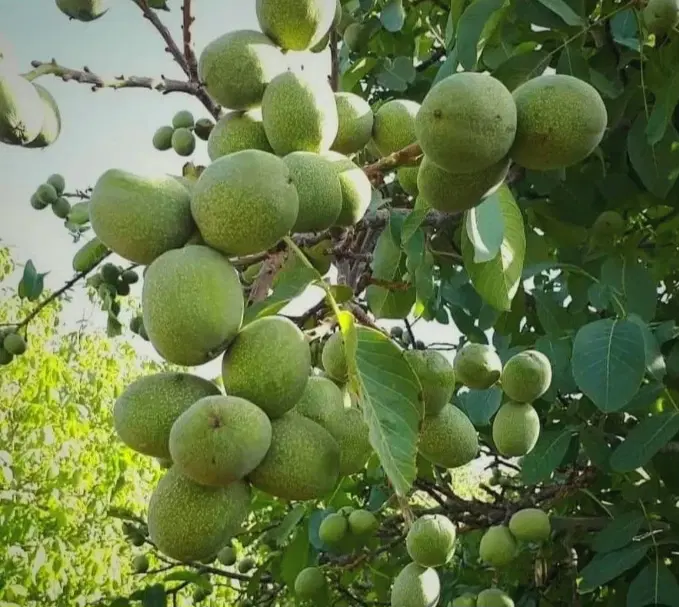 فروش باغ بسیار خوشجا