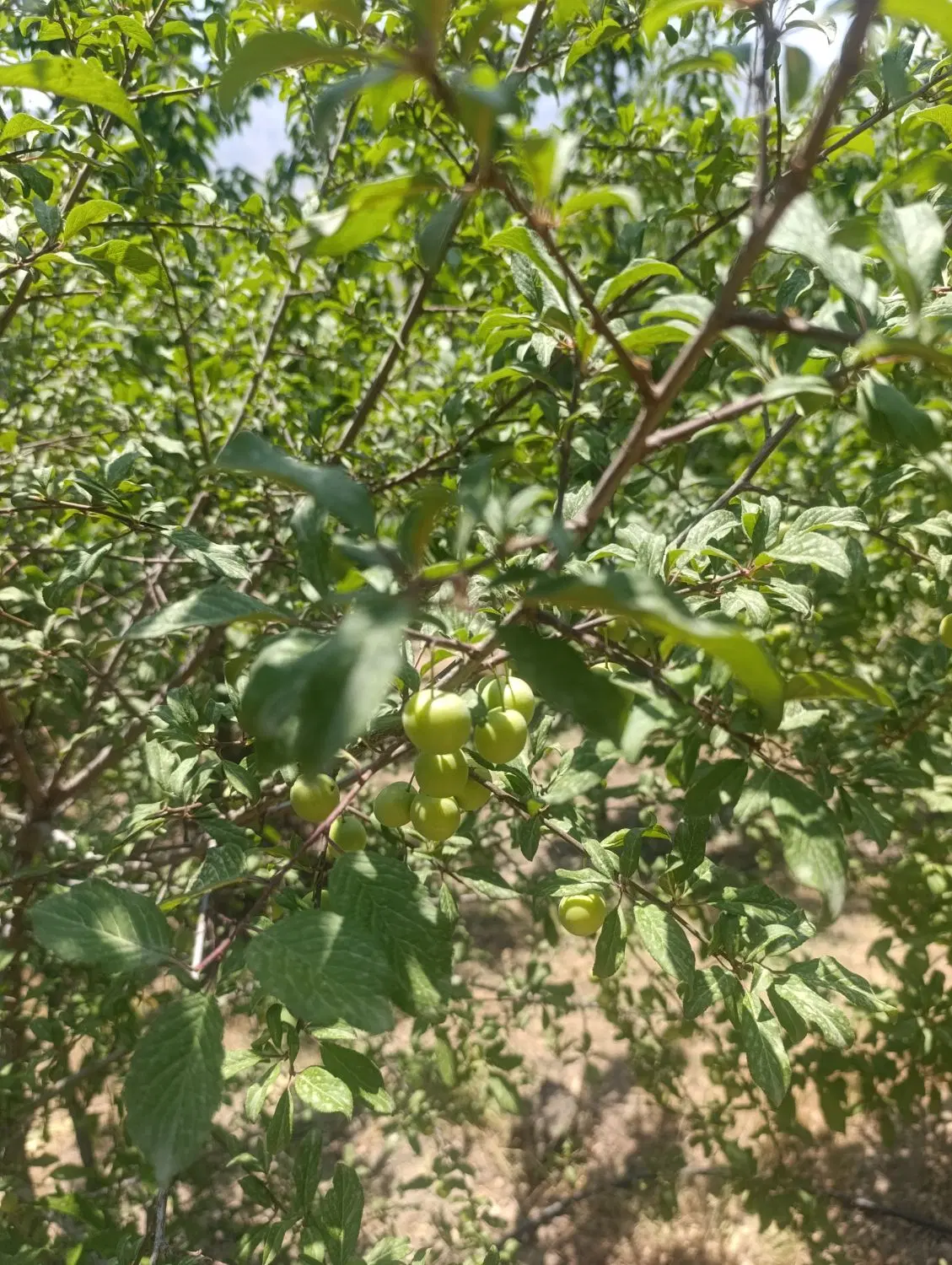 فروش باغ.