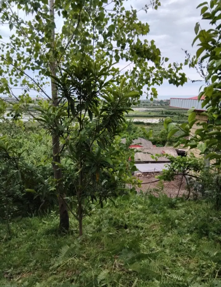 زمین مسکونی آماده ساخت و ساز
