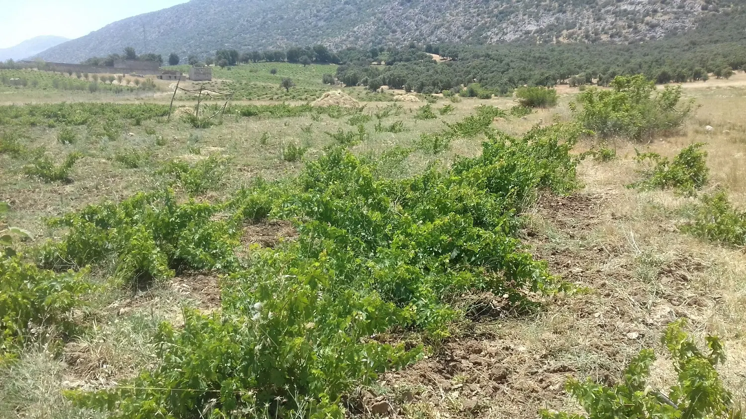 زمین باغ انگور